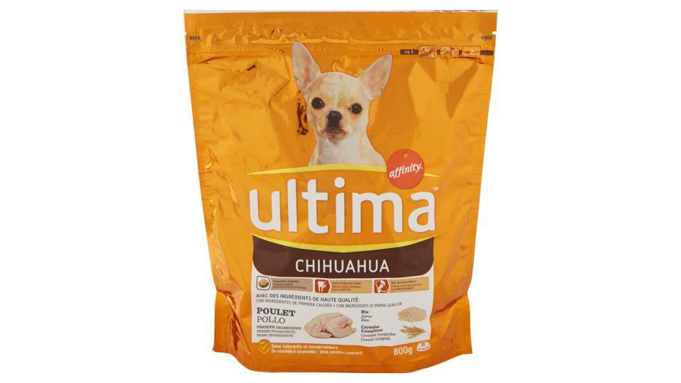 Ultima Dog Chihuahua