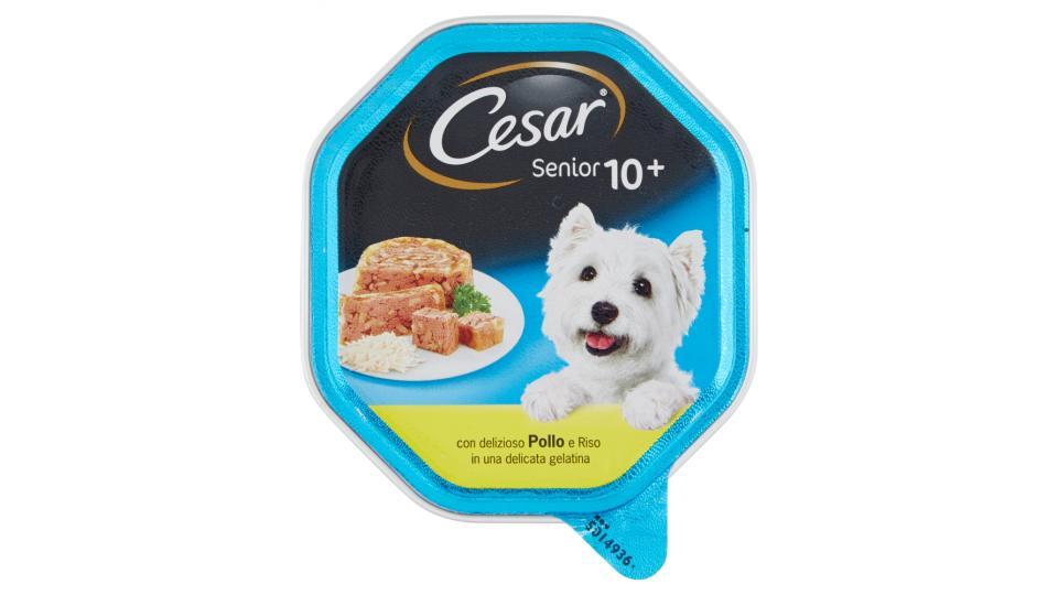 Cesar Senior 10+ con delizioso Pollo e Riso in una delicata gelatina