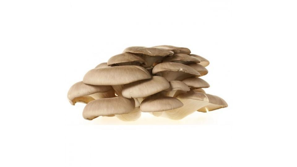 Funghi pleurotus