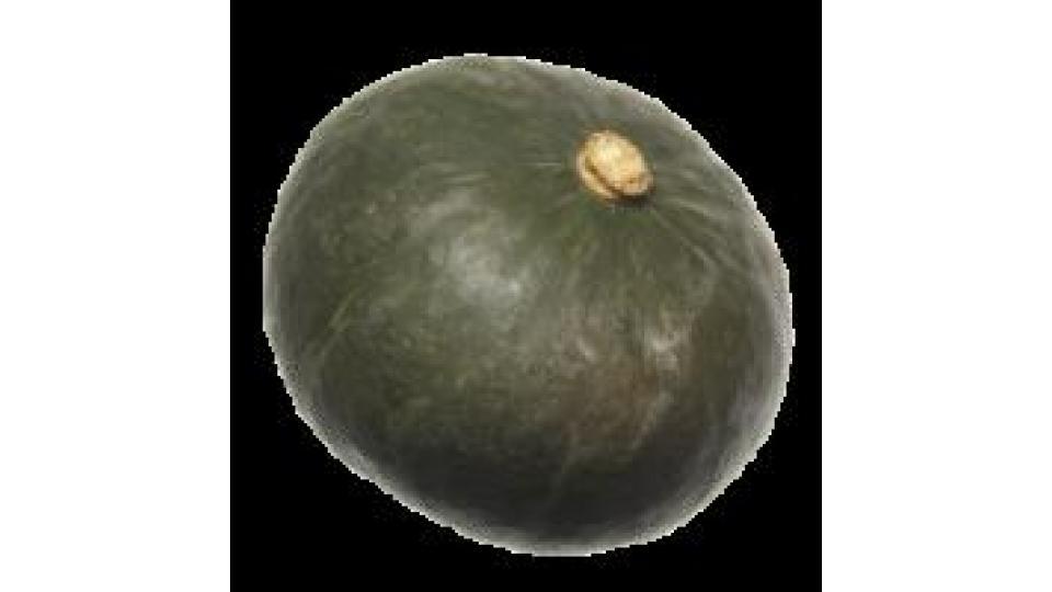 Zucca Delica Kg 1,5 