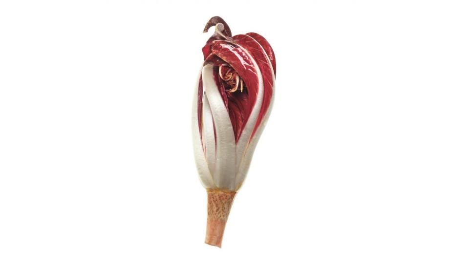 Radicchio Rosso Di Treviso Tardivo Igp