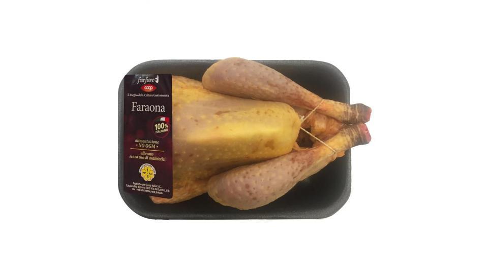 Faraona A Busto 1200 G Ca