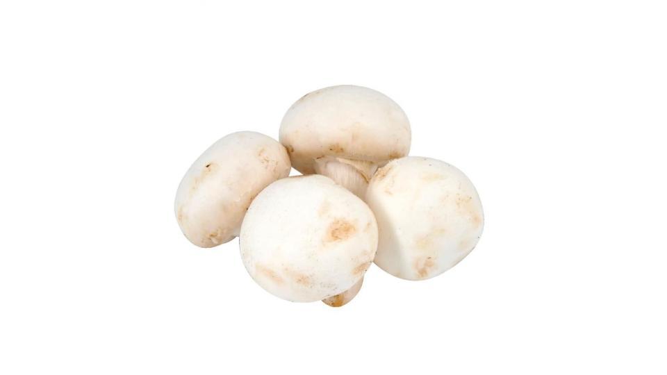 Fungo Champignon Crema