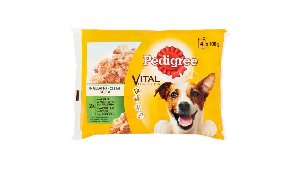 Pedigree, cane Vital Protection in gelatina con pollo e agnello
