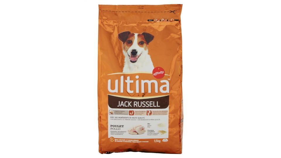 Ultima, cane Jack Russel alimento con pollo