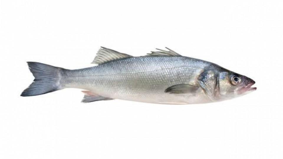 BRANZINO