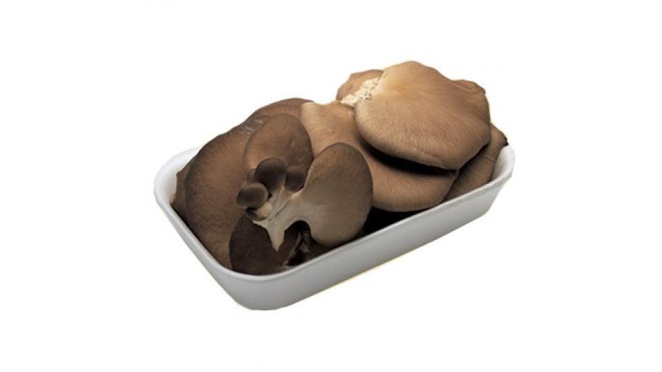 Funghi Pleurotus