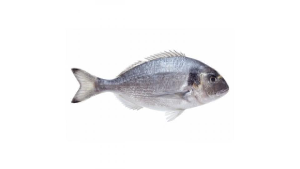 Orata Pescata 