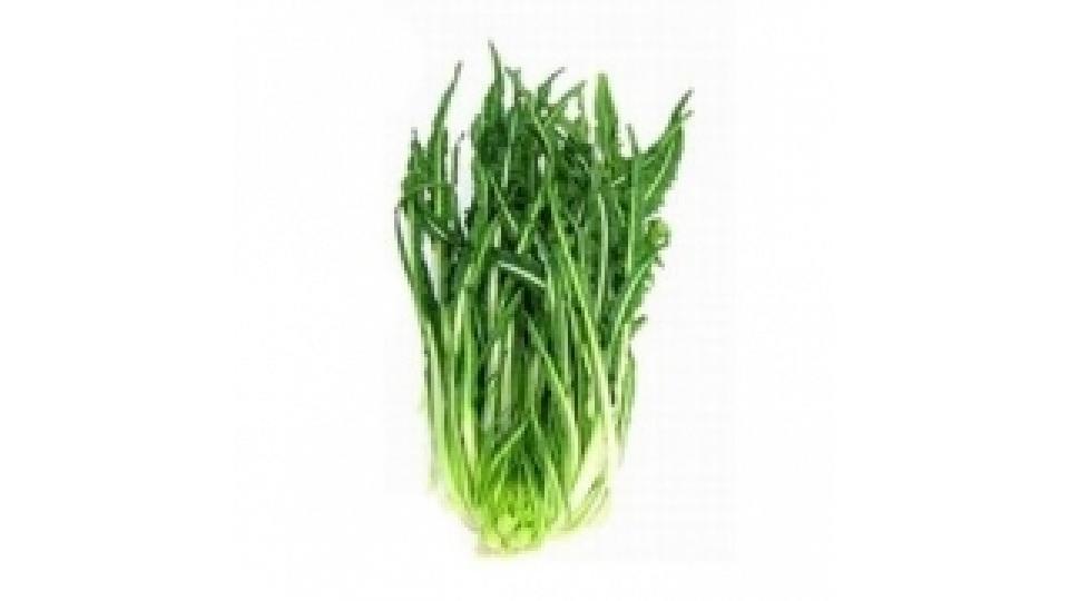 Puntarelle di Catalogna