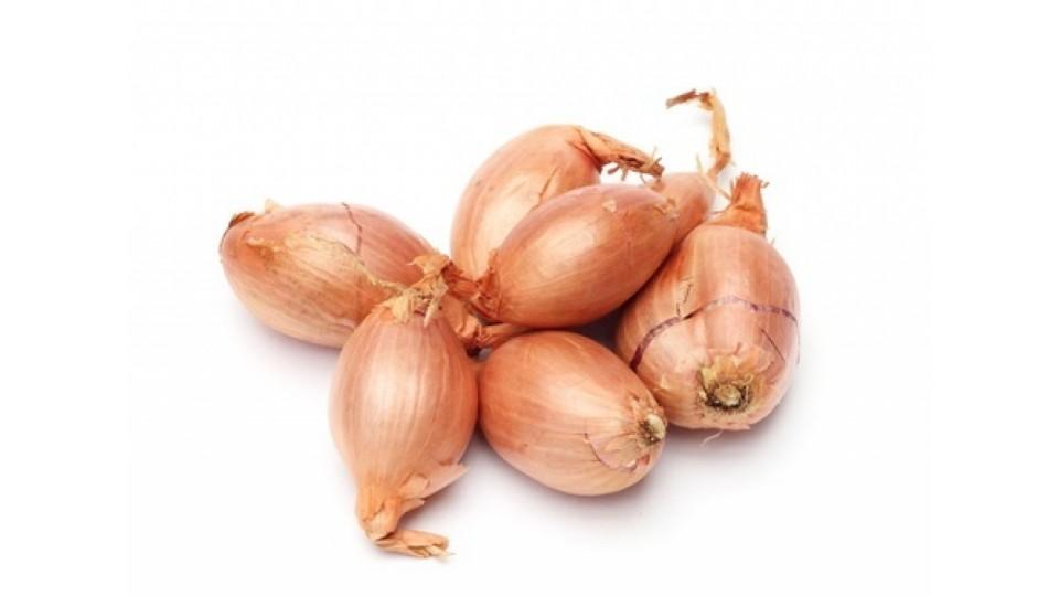 Scalogno