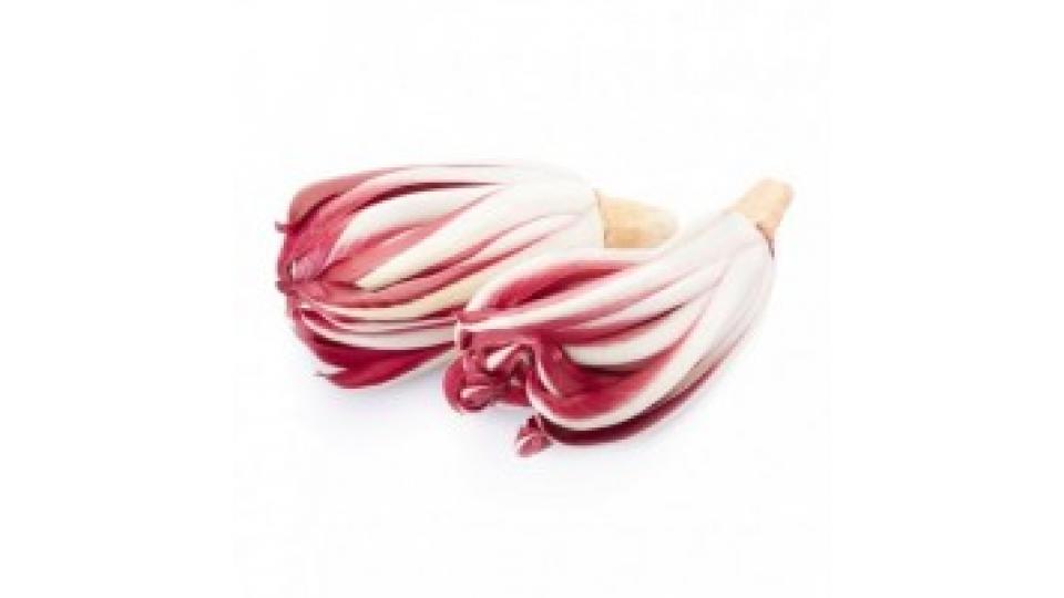 Radicchio Rosso Tardivo Italia