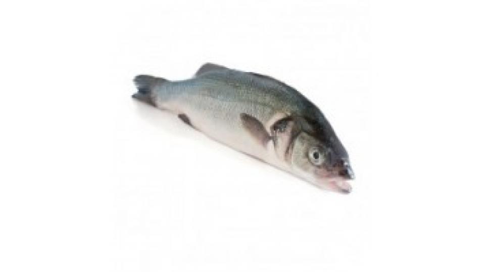 Branzino Allevato 600/800