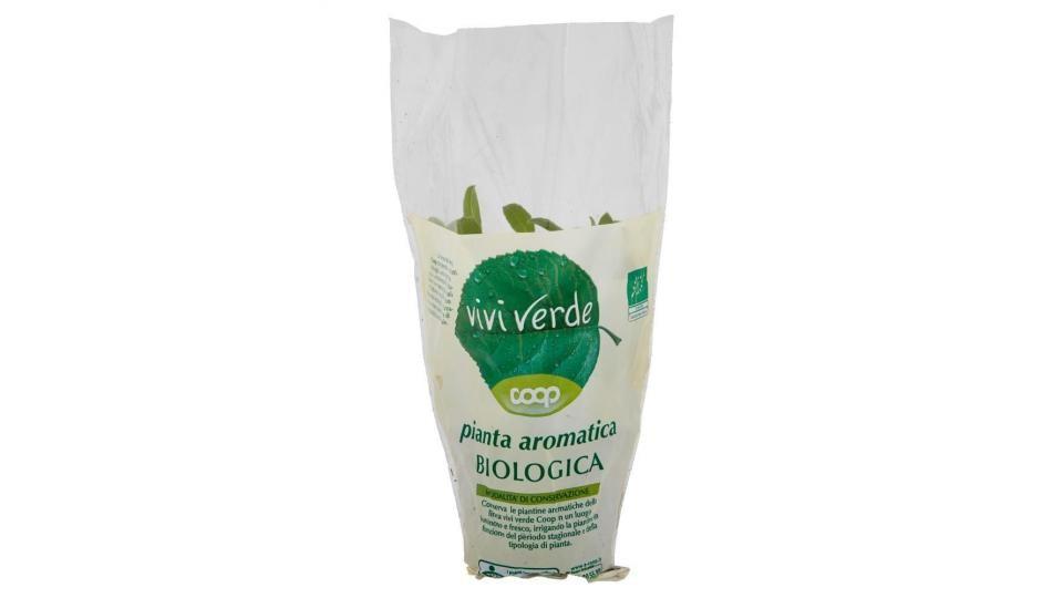 Salvia Vivi Verde Bio Coop Vaso 14