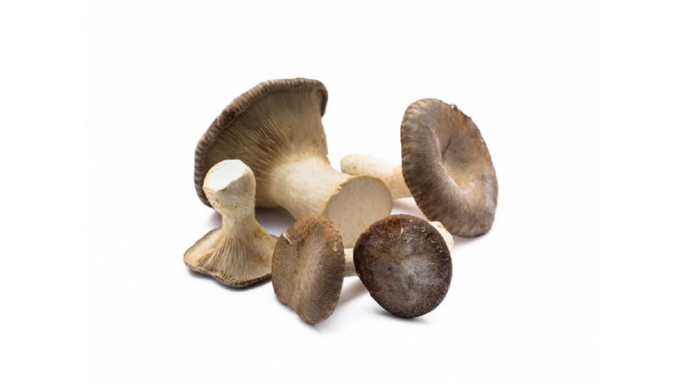 Funghi Cardoncelli Mr.Fungo Italia 