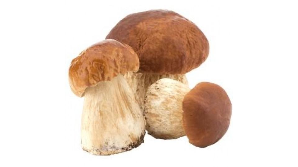 Funghi Porcini Freschi Spagna