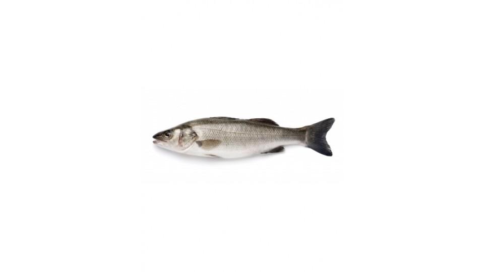 Branzino Allevato Italia