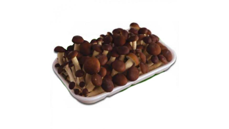 Funghi Pioppini