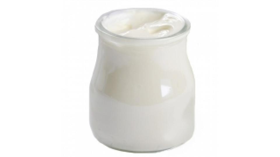 Yogurt Greco