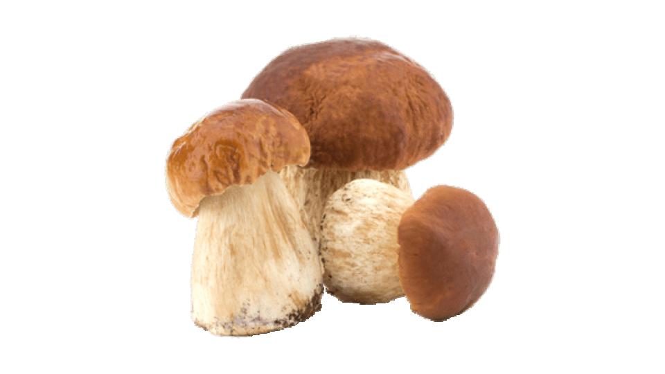 Funghi Porcini Freschi Spagna 