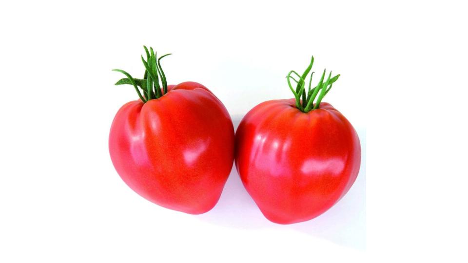 Pomodori Cuore di Bue  It 75-80 I^ Vh 