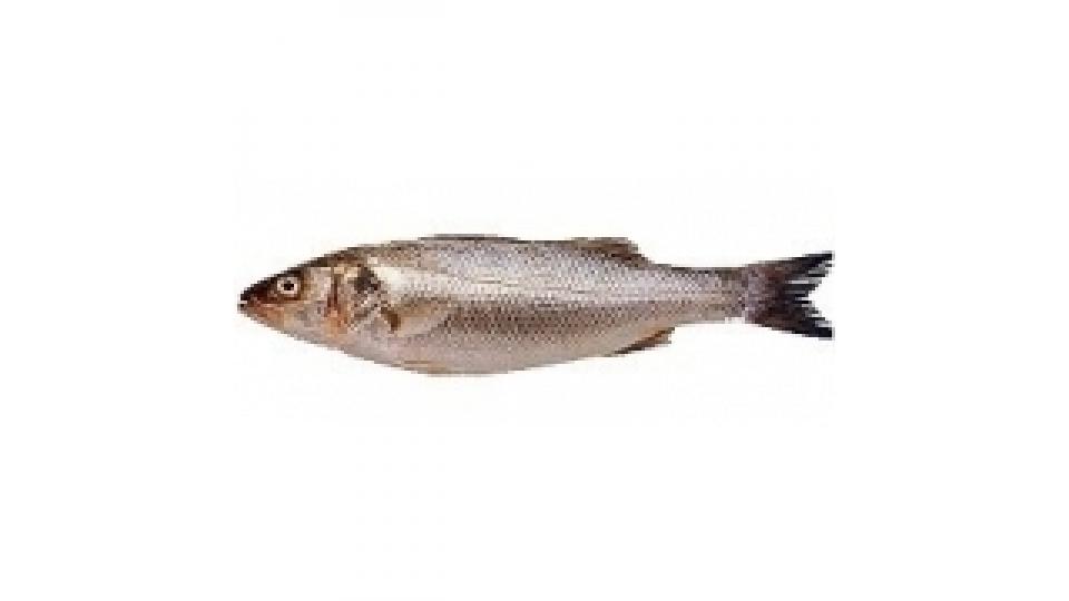 Branzino 800/1000