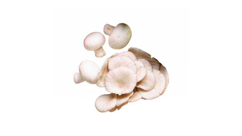 Funghi Pleurotus Gr.500