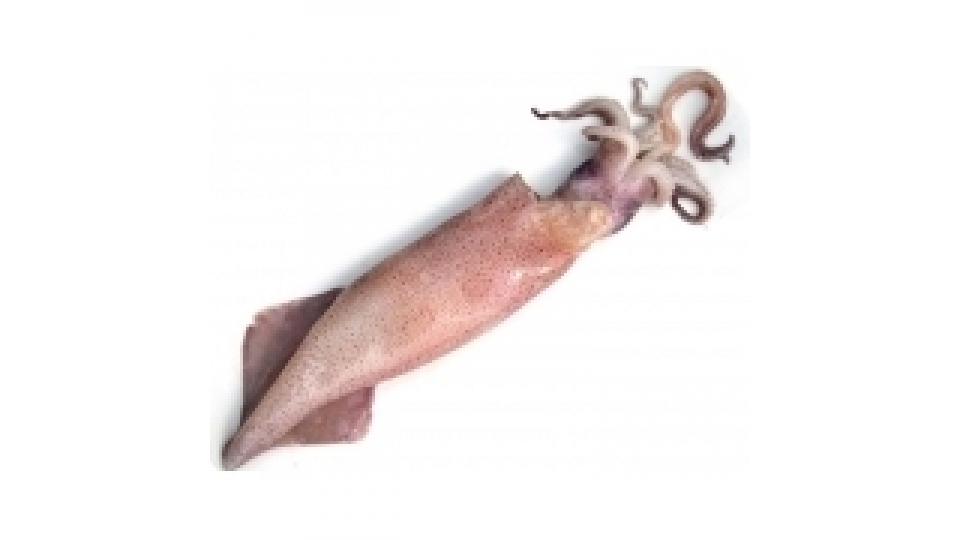 Calamari Sudafricani Decongelati