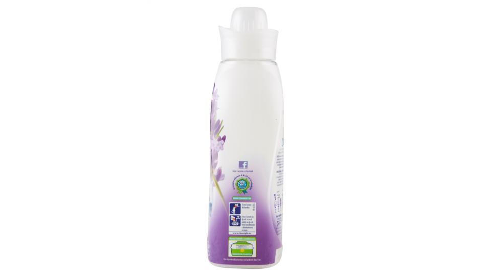 Coccolino Lavanda Ammorbidente Concentrato