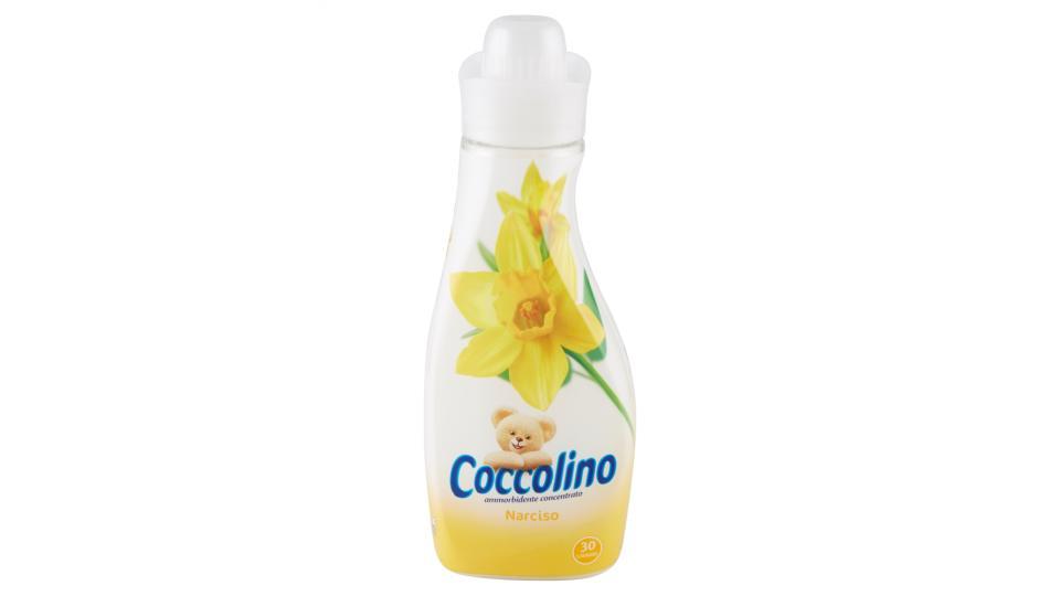 Coccolino Narciso ammorbidente concentrato