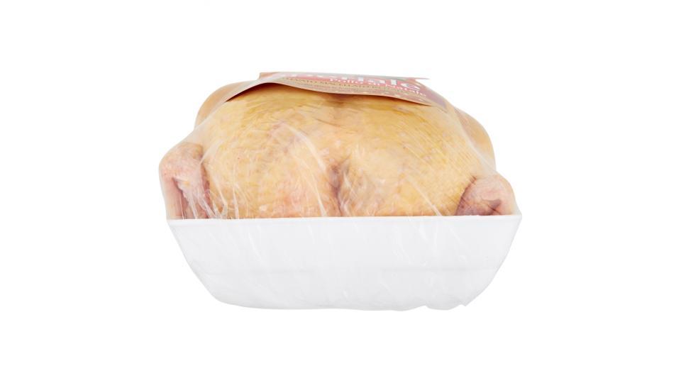 Aia Imperiale Pollo di Natale