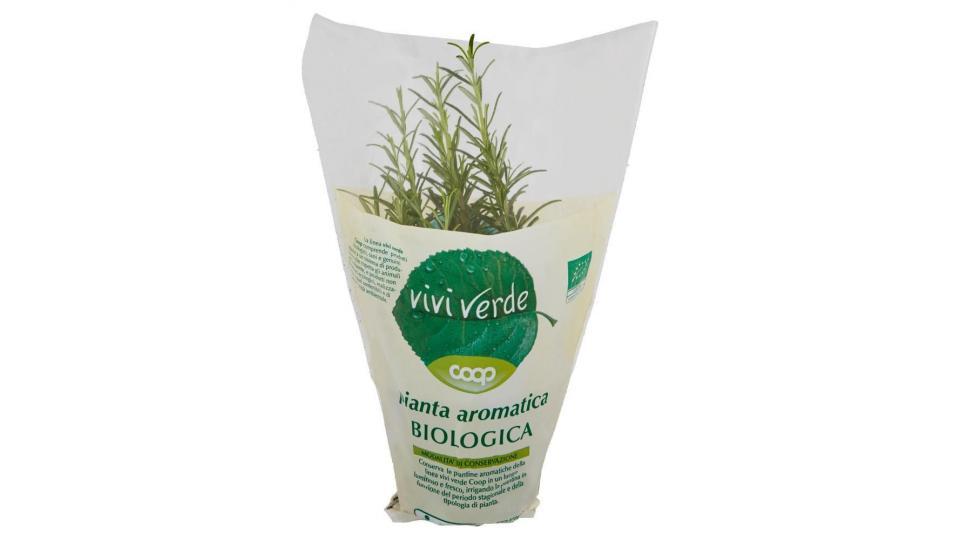 Pianta Aromatica Biologica Rosmarino