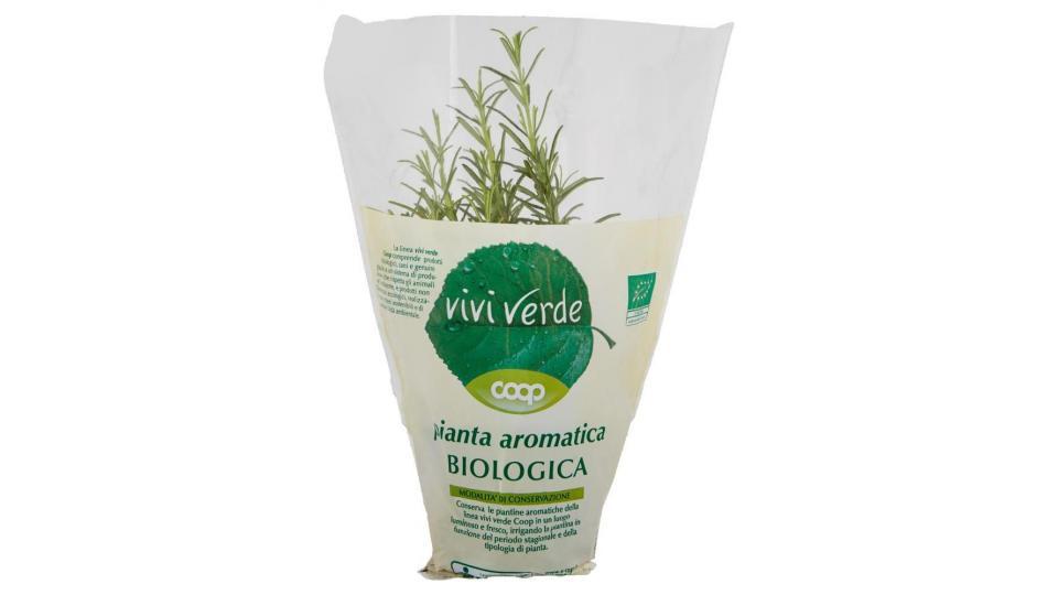 Pianta Aromatica Biologica Rosmarino