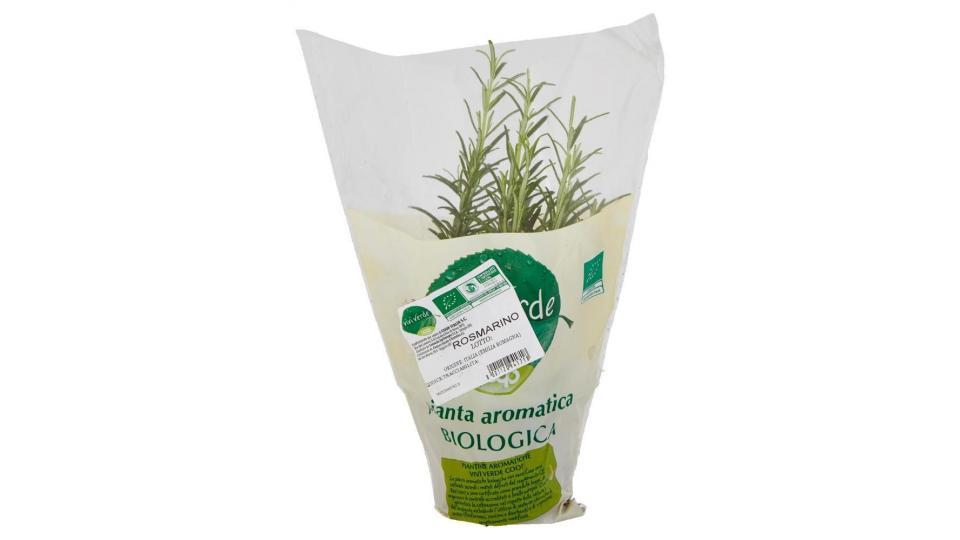 Pianta Aromatica Biologica Rosmarino