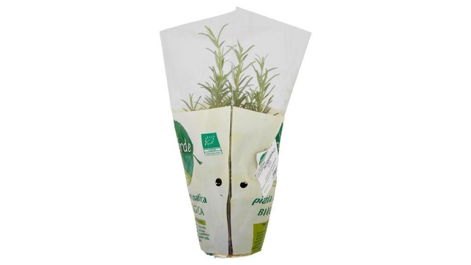 Pianta Aromatica Biologica Rosmarino