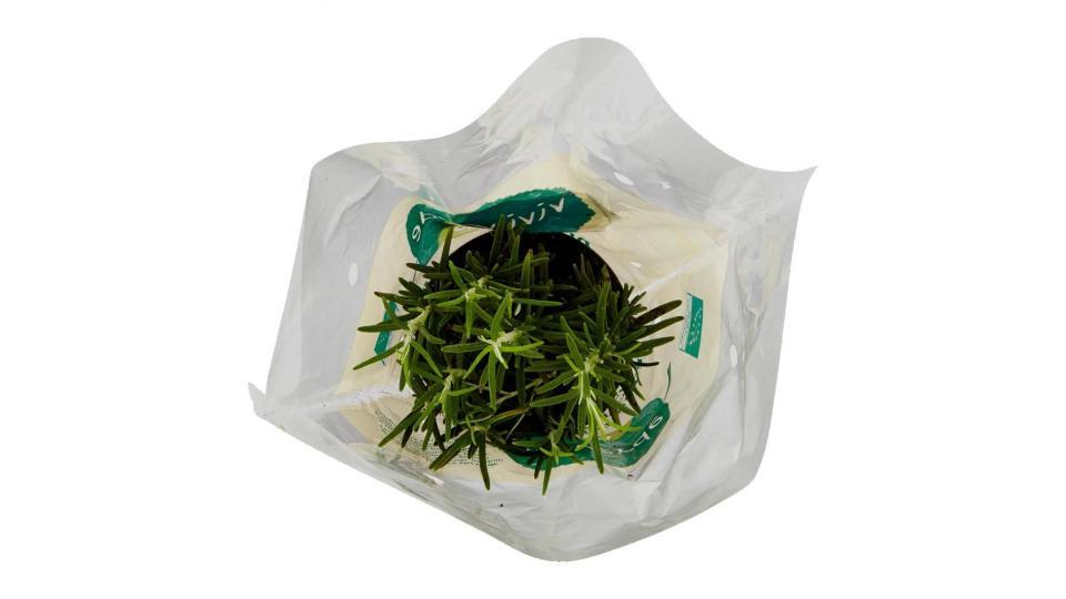 Pianta Aromatica Biologica Rosmarino