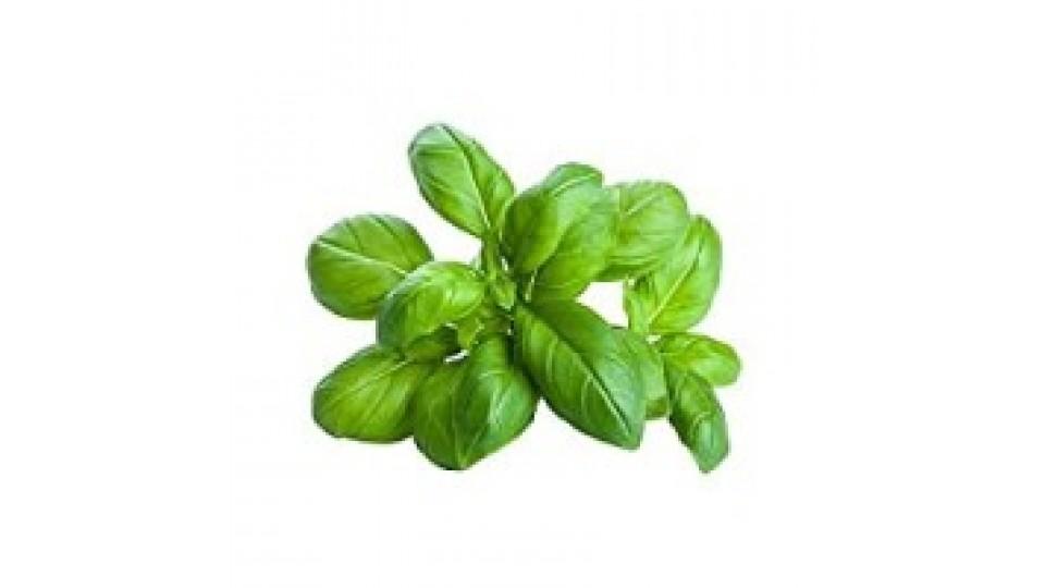 Basilico
