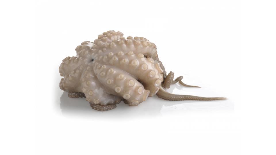 Polpo Messicano Congelato
