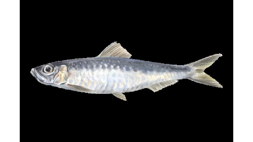 Sardina