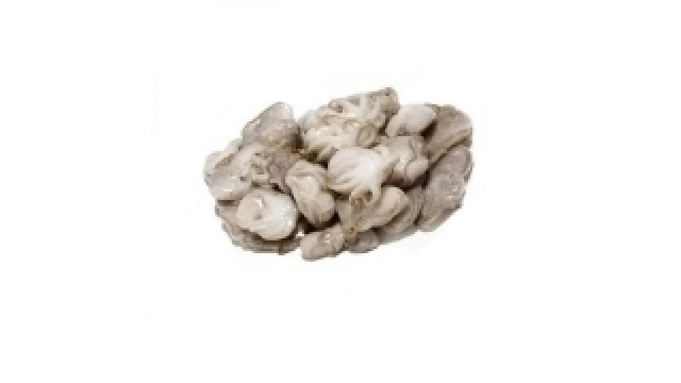 Moscardino Piccolo 