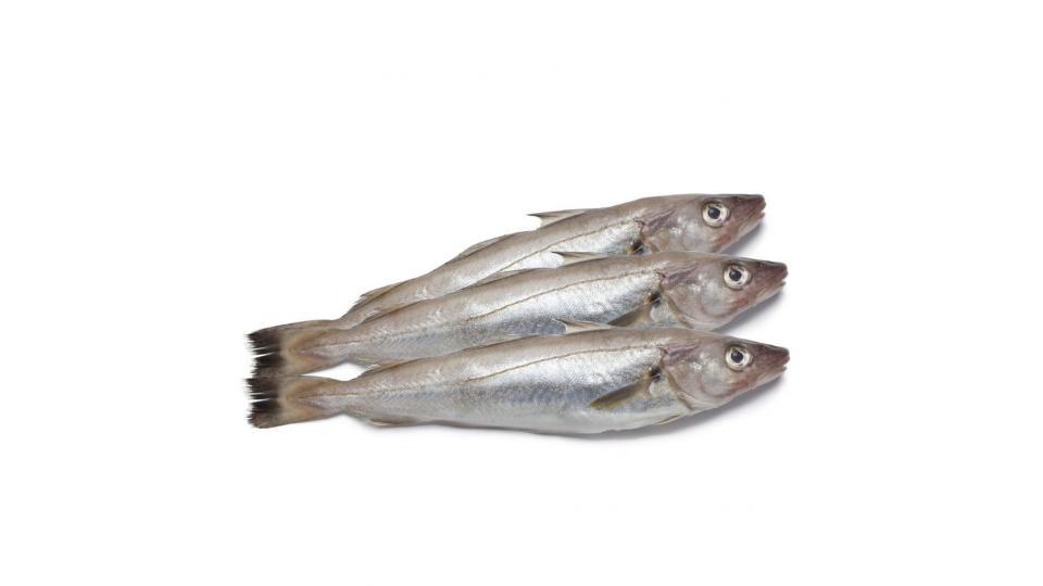 Molo