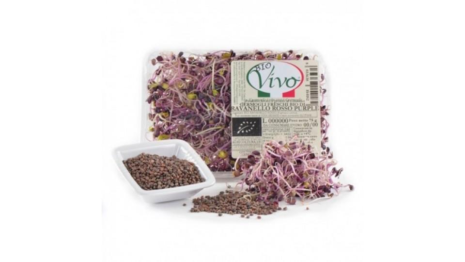 Germogli Ravanello Purple 