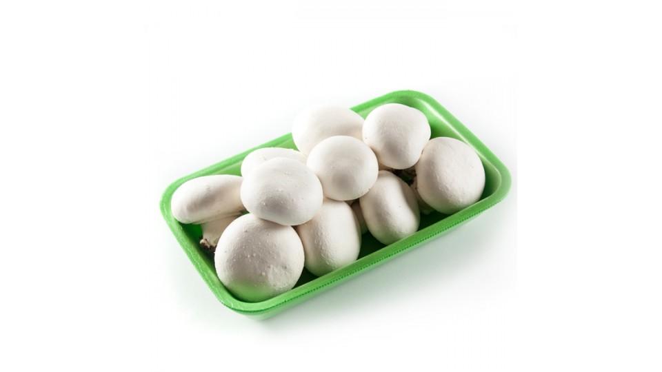 Funghi Champignon Medi Italia