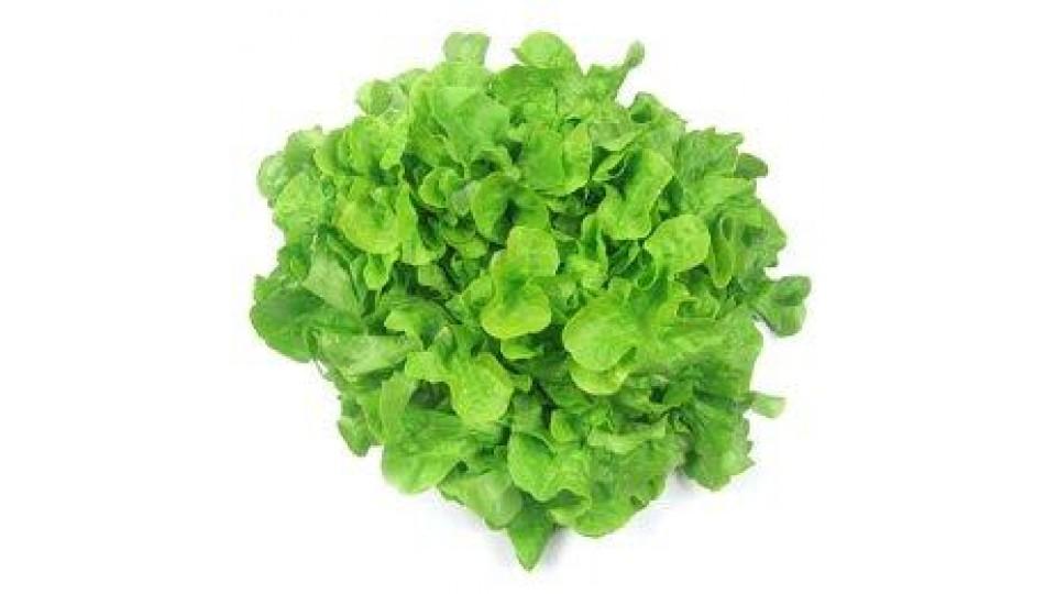 Lattuga Foglia di Quercia