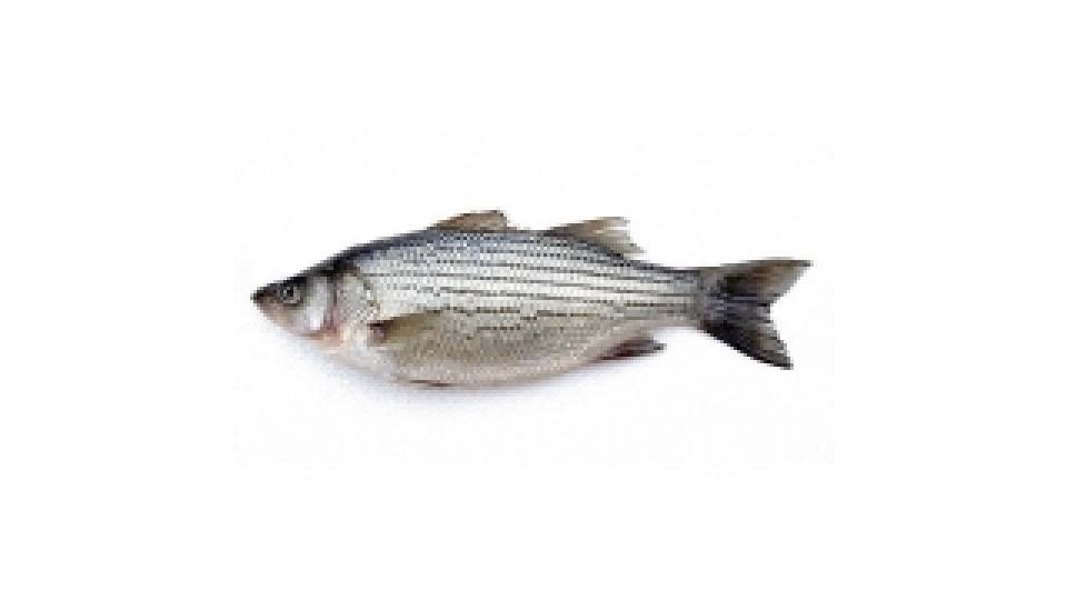 Filetto di Persico