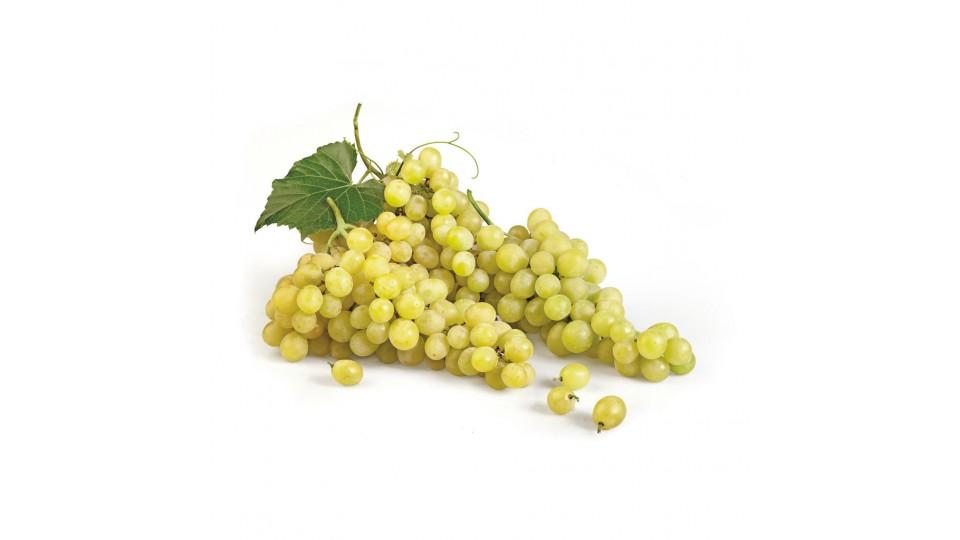Uva Bianca