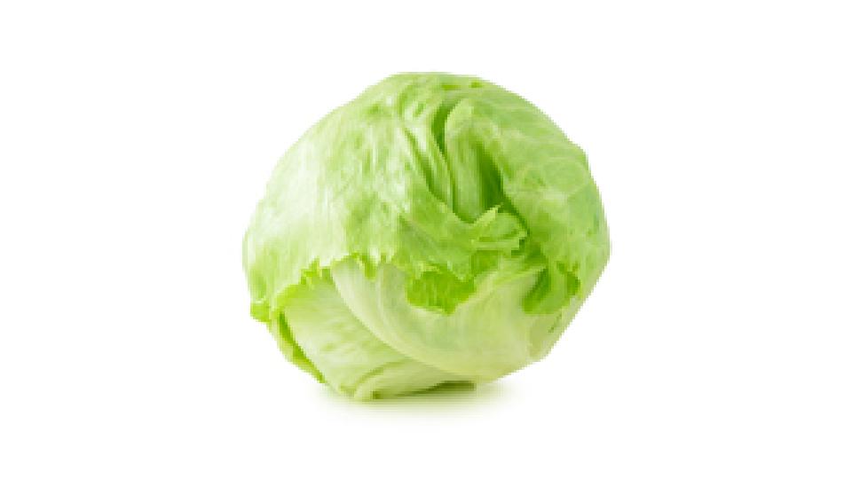 Insalata Lattuga Iceberg