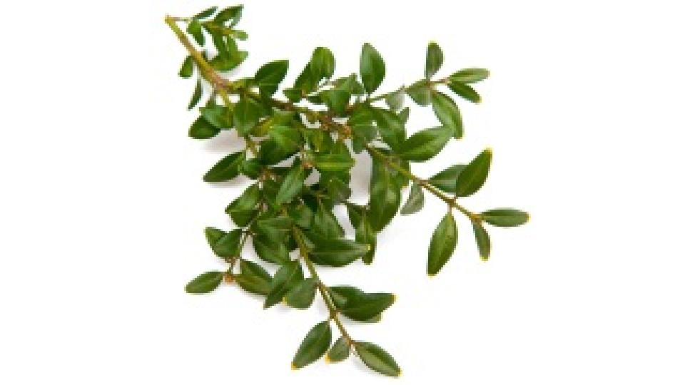 Mirto
