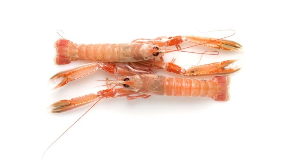 Scampi Grandi Pescato