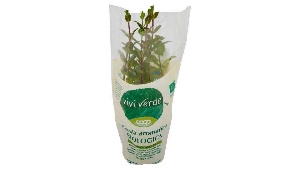 Pianta Aromatica Biologica Menta