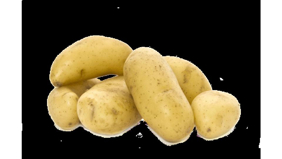 Patate Bianche Var.Kennebel Italia